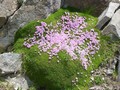 Photo de montagne